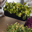 researchers-with-plants-biotechnology-laboratory - Газета Восход