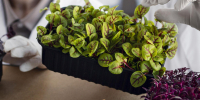 researchers-with-plants-biotechnology-laboratory - Газета Восход