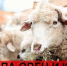 ПАМЯТКА «МЕРОПРИЯТИЯ ПО ПРОФИЛАКТИКЕ ОСПЫ ОВЕЦ И КОЗ» - Город Галич
