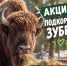 Покормим зубров вместе? - Заповедная Мордовия