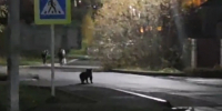 В Нягани разгуливает испуганный медвежоноквидео - Комсомольская Правда