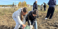 Тысячу тополей высадили в Верхнем Услоне в рамках экологической акции - Волжская новь