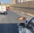 Выбежавший на дорогу в Казани олень погиб под колесами иномарки - ТРК Татарстан-Новый век