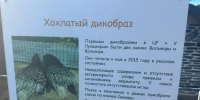 ЛДПР ценит труд зооволонтеров - ЛДПР