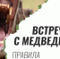 Медведь в лесу: что делать, если вы встретились с хищником. - Емельяновский район