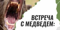 Медведь в лесу: что делать, если вы встретились с хищником. - Емельяновский район