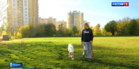 В Татарстане развивают международную дисциплину кинологического спорта мондиоринг - ГТРК Татарстан
