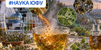 На фоне роста ОРВИ: учёные ЮФУ выяснили, что реально попадает в чашку с травяным отваром - ЮФУ