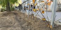 В Волжском дан официальный старт осенней высадке зеленых насаждений - Администрация г. Волжский