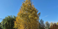 Какой погодой встретит туляков 12 октября - Молодой коммунар