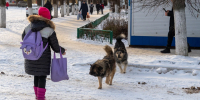 Девочку в Мариинске покусала бездомная собака, а мэрия «умыла руки» - Комсомольская Правда
