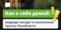 Эксперты рассказали о правилах поведения при встрече с дикими животными - Сетевое издание Киришский факел
