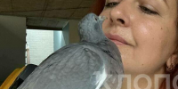 Повздорил с какаду, искал новую семью, но остался верен хозяйке: калининградка вырастила вяхиря из яйца (фото, видео)  - Новости Калининграда | Фото: Елена - Klops.Ru