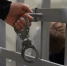 Подозреваемого в убийстве матери в Самарской области арестовали на два месяца - Комсомольская Правда Самара