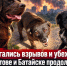 Испугались взрывов и убежали: в Ростове и Батайске продолжают искать пропавших собак - Bloknot-Rostov.Ru