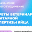 Как мы проверяем яйца: секреты ветеринарно-санитарной экспертизы - Главное управление ветеринарии