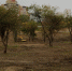 На расчистку территории Старых садов направят 16,3 миллиона рублей - 6tv.Ru