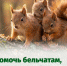 🐿 Как действовать, если вы увидите упавшего бельчонка. - Bugulma.ws