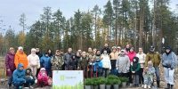 За выходные в Марий Эл 400 человек высадили 80 тысяч деревьев - Марийская правда