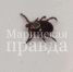 В приволжских районах Марий Эл активничают «собачьи» клещи - Марийская правда