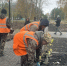 Киселевск украсят 60 саженцев сирени и дерена - Городок