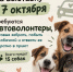 В Курске приют для животных "Право жить" проведет выставку собак - Sekunda.Media