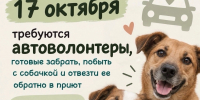 В Курске приют для животных "Право жить" проведет выставку собак - Sekunda.Media