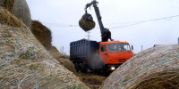 Руководители конных клубов Поморья столкнулись с трудностями - ГТРК Поморье