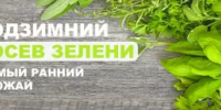 Посев зелени осенью - Федоровский район