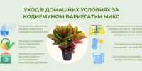 Как ухаживать за купленным цветком в горшке? - Федоровский район