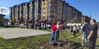 В «Московском квартале» на ул. Ш. Джикаева высадили 25 кленов двух видов - Администрация г. Владикавказ