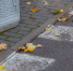 Фото: ПАИ - InformPskov.Ru