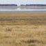 Дикого карпа впервые запустят в Орловское водохранилище в Кургане - Область 45