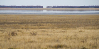 Дикого карпа впервые запустят в Орловское водохранилище в Кургане - Область 45