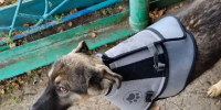 Щенок лайки храбро бросился на медведя, который атаковал его хозяев, и спас всю семью - РТВ-Подмосковье