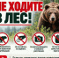 За добытого медведя заплатят 15 тысяч рублей - Город Чита