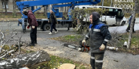 63 аварийных дерева снесут на Морском проспекте - Газета Навигатор