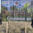 В Барнаульском лесничестве высадили молодые деревья в рамках акции «Сохраним лес» - Рослесозащита Алтайского края