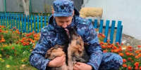 Пять щенков из Омской области отправились служить в УФСИН Томской области - Om1.Ru