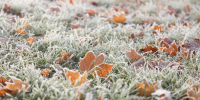 Синоптик: Петербург обновил температурный минимум сезона - Spbdnevnik.ru