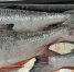 Добытый в Сахалинской области лосось. Архивное фото - Fishnews.Ru