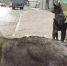 две собаки стоят на улице - Петрозаводск говорит