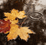 autumn-leaves-floating-water-surface-rain - ТРК Щелково