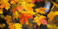 Антициклон прекратит дожди в Петербурге 14 октября - Spbdnevnik.ru