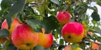 Экспорт калужской продукции АПК вырос на 31,7% - Калужский перекрёсток