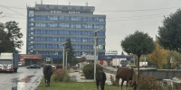 8c34c21f-e6fa-4612-ab3e-caa6459265e3 - Сетевое издание Новости Брянска