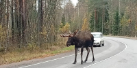 В Ленобласти подстреленный лось вышел к инспекторам, а за ним - браконьер с собаками - 47 новостей