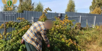 В Смоленском районе у мужчины изъяли более 4,7 кг каннабиса: дело передали в суд - SmolDaily.Ru