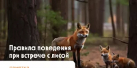 Правила поведения при встрече с лисой - Буздякский район