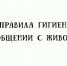 Правила гигиены при общении с домашними животными - Белинский район